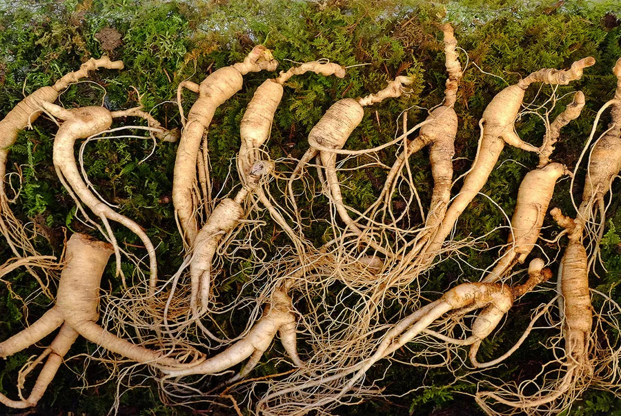 Die Vorteile von Ginseng: Ein natürlicher Energiespender für Körper und Geist